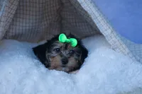 MERLE, a male Bichon Frise and Yorkshire Terrier for sale in Baltic, OH – Photo 4 of 8