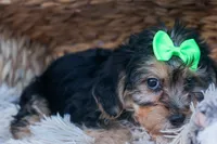 MERLE, a male Bichon Frise and Yorkshire Terrier for sale in Baltic, OH – Photo 6 of 8
