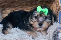 MERLE, a male Bichon Frise and Yorkshire Terrier for sale in Baltic, OH – Photo 7 of 8