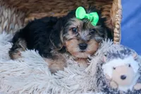 MERLE, a male Bichon Frise and Yorkshire Terrier for sale in Baltic, OH – Photo 8 of 8