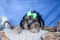 MERLE, a male Bichon Frise and Yorkshire Terrier for sale in Baltic, OH – Photo 1 of 8