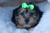 MERLE, a male Bichon Frise and Yorkshire Terrier for sale in Baltic, OH – Photo 2 of 8