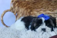 SAMSON, a male Shih Tzu for sale in Baltic, OH – 4 of 6