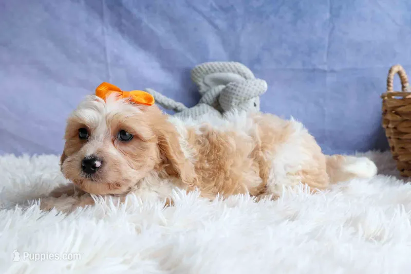 ROMEO – Cavachon puppy for sale in Baltic, OH