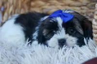 SAMSON, a male Shih Tzu for sale in Baltic, OH – 6 of 6