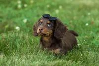 MAX, a male Miniature Dachshund for sale in Baltic, OH – 6 of 10