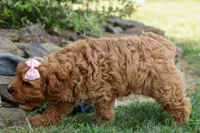 NELLIE, a female Cavapoo for sale in Baltic, OH – 4 of 9