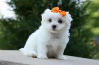 PATRICK, a male Maltese for sale in Baltic, OH – 3 of 10