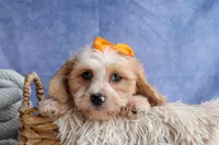 ROMEO, a male Cavachon for sale in Baltic, OH – 5 of 10