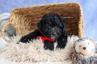 NOEL, a male Bichpoo for sale in Baltic, OH – 5 of 10