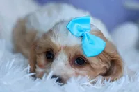 RUSTY, a male Cavachon for sale in Baltic, OH – 2 of 8