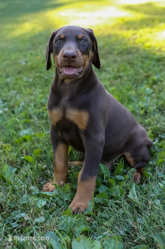 ODIN – Doberman Pinscher puppy for sale in Baltic, OH