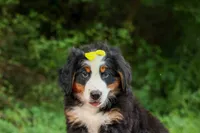 SAMSON, a male Bernese Mountain Dog for sale in Baltic, OH – 10 of 10