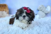 RACHEL, a female Shih Tzu for sale in Baltic, OH – 5 of 10