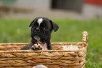 BAILEY, a male Frenchton for sale in Baltic, OH – 2 of 9