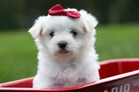 MURPHY, a male Maltese for sale in Baltic, OH – 6 of 10