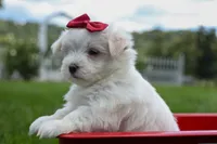 MURPHY, a male Maltese for sale in Baltic, OH – 7 of 10