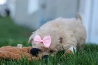 OREO, a male Havapoo for sale in Baltic, OH – 5 of 10