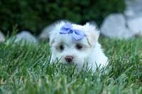 PENNY, a female Maltese for sale in Baltic, OH – 5 of 10