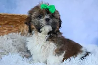 RUSTY, a male Shih Tzu for sale in Baltic, OH – 8 of 10