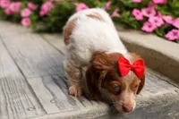 OSCAR, a male Miniature Dachshund for sale in Baltic, OH – 2 of 10