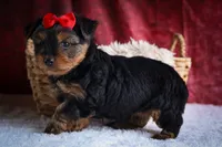 DOC, a male Yorkshire Terrier for sale in Baltic, OH – 2 of 10