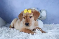 DUNKIN, a male Labrador Retriever for sale in Baltic, OH – Photo 4 of 10