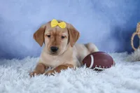 DUNKIN, a male Labrador Retriever for sale in Baltic, OH – Photo 1 of 10