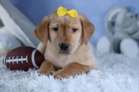 DUNKIN, a male Labrador Retriever for sale in Baltic, OH – Photo 5 of 10