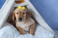 DUNKIN, a male Labrador Retriever for sale in Baltic, OH – Photo 7 of 10