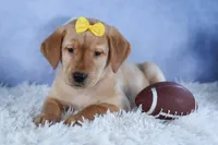 DUNKIN, a male Labrador Retriever for sale in Baltic, OH – Photo 2 of 10