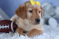 DUNKIN, a male Labrador Retriever for sale in Baltic, OH – Photo 6 of 10