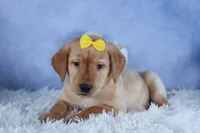 DUNKIN, a male Labrador Retriever for sale in Baltic, OH – Photo 3 of 10