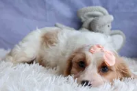 RHODA, a female Cavachon for sale in Baltic, OH – 2 of 10