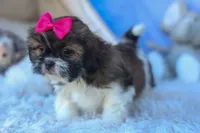 STELLA, a female Shih Tzu for sale in Baltic, OH – 7 of 10