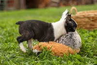 BONNIE, a female Frenchton for sale in Baltic, OH – 3 of 10
