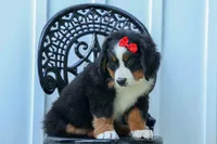 SPIKE, a male Bernese Mountain Dog for sale in Baltic, OH – 4 of 10