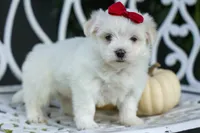 MURPHY, a male Maltese for sale in Baltic, OH – 10 of 10