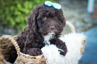 COCO, a male Cavapoo for sale in Baltic, OH – 7 of 10