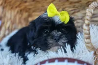 SASHA, a female Shih Tzu for sale in Baltic, OH – 10 of 10