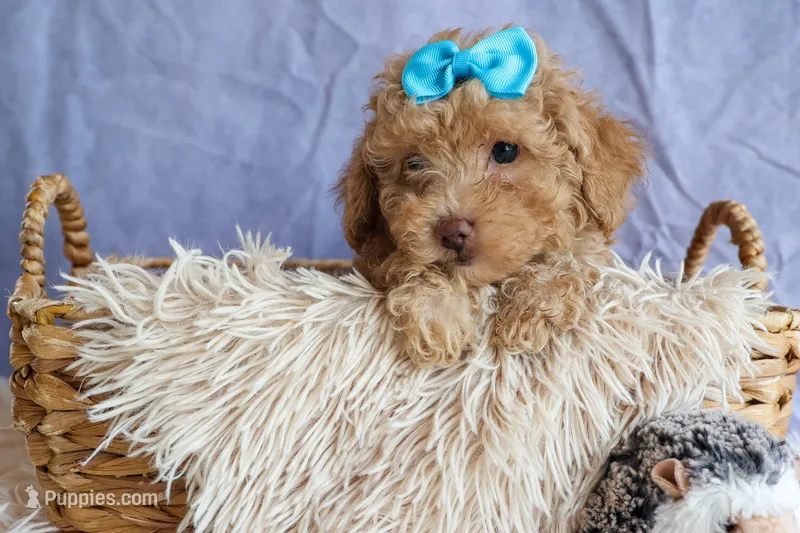 ARCHIE – Poodle - Miniature  puppy for sale in Baltic, OH