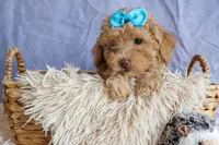 ARCHIE, a male Poodle - Miniature  for sale in Baltic, OH – 1 of 10