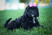 BELLA, a female Cavapoo for sale in Baltic, OH – 9 of 10