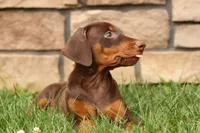 DOLLY, a female Doberman Pinscher for sale in Baltic, OH – 3 of 10
