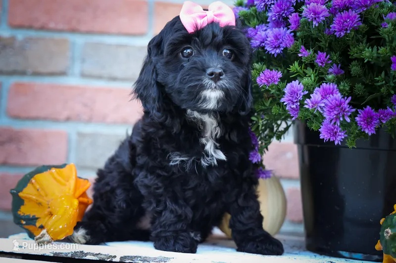 BELLA – Cavapoo puppy for sale in Baltic, OH