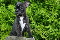 MAX, a male Frenchton for sale in Baltic, OH – 7 of 10