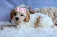 RACHEL, a female Cavachon for sale in Baltic, OH – 3 of 10