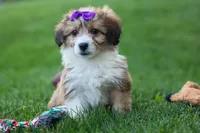 NELLY, a female Pembroke Welsh Corgi and Poodle - Miniature  for sale in Baltic, OH – 9 of 10