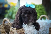 COCO, a male Cavapoo for sale in Baltic, OH – 10 of 10