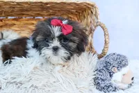 RACHEL, a female Shih Tzu for sale in Baltic, OH – 8 of 10
